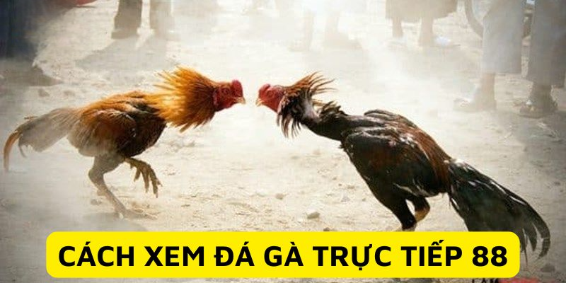 Đá Gà Trực Tiếp 88 - Màn Chạm Trán Nảy Lửa Từ Chiến Kê Xem đá gà trực tiếp 88 nhanh