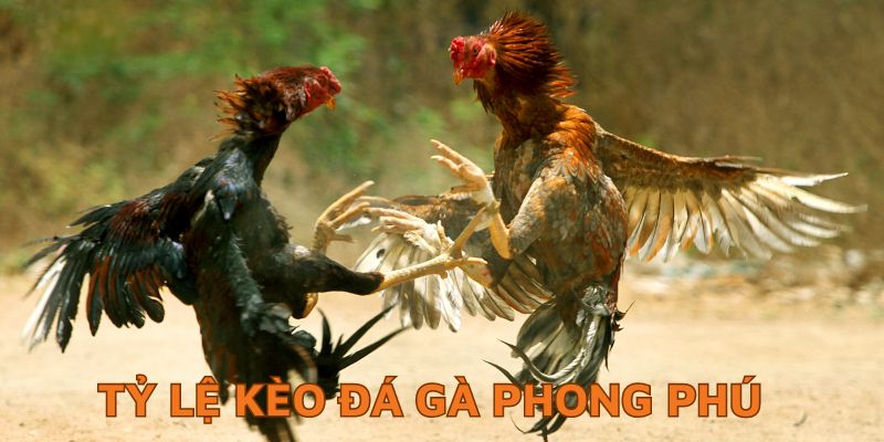 Đá Gà Trực Tiếp 88 - Màn Chạm Trán Nảy Lửa Từ Chiến Kê Đá gà trực tiếp 88 cập nhật kèo siêu đa dạng
