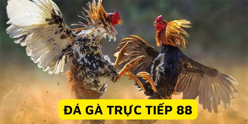Đá Gà Trực Tiếp 88 - Màn Chạm Trán Nảy Lửa Từ Chiến Kê Giới thiệu chuyên sâu về đá gà trực tiếp 88