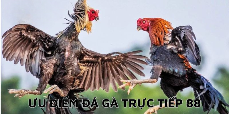 Đá Gà Trực Tiếp 88 - Màn Chạm Trán Nảy Lửa Từ Chiến Kê Đá gà trực tiếp 88 có những ưu điểm vượt trội